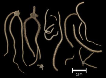 Media type: image;   Invertebrate Zoology OPH-4141 Description: All specimens in lot, top down view;  Aspect: dorsal